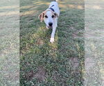 Small #2 Beagle Mix