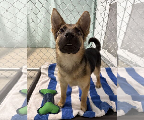 Medium Photo #3 German Shepherd Dog Puppy For Sale in San Diego, CA, USA