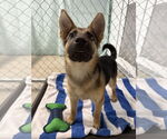 Small #2 German Shepherd Dog