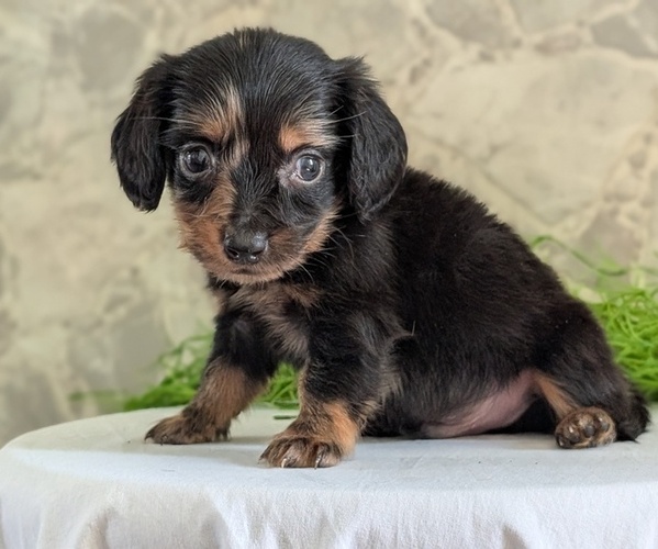 Medium Photo #8 Dachshund Puppy For Sale in GOSHEN, IN, USA