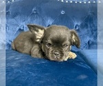 Small Photo #21 French Bulldog Puppy For Sale in CHOCTAW, OK, USA