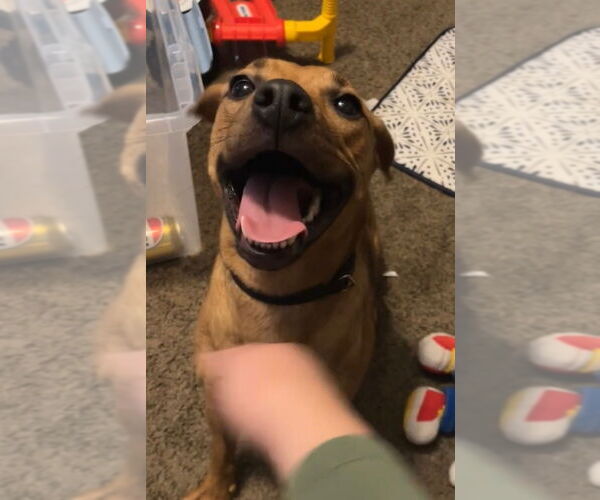 Medium Photo #3 Doxle Puppy For Sale in Aurora, IN, USA