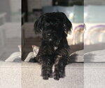 Small Photo #2 Mutt Puppy For Sale in Fort Worth, TX, USA