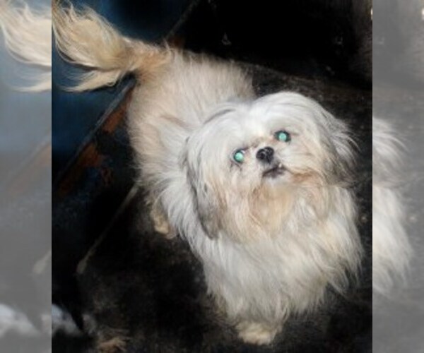 Medium Photo #1 Shih Tzu Puppy For Sale in THAYER, KS, USA
