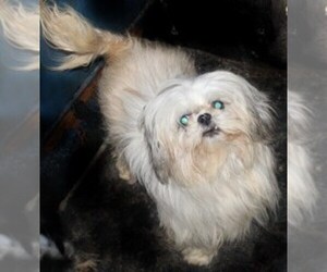 Mother of the Shih Tzu puppies born on 06/18/2025