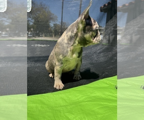 Medium Photo #20 French Bulldog Puppy For Sale in NORWALK, CA, USA
