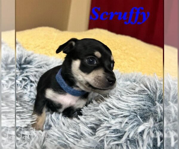 Medium Photo #3 Chihuahua-Unknown Mix Puppy For Sale in New York, NY, USA