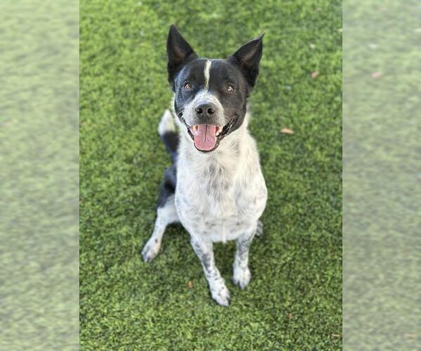 Medium Photo #1 Border Collie-Unknown Mix Puppy For Sale in Chula Vista, CA, USA