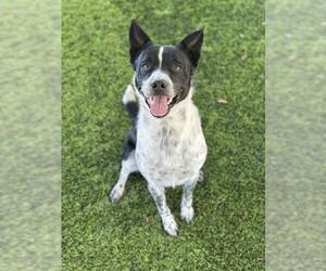 Border Collie-Unknown Mix Dogs for adoption in Chula Vista, CA, USA