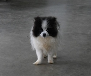 Pomeranian Puppy for sale in BECKS MILLS, OH, USA