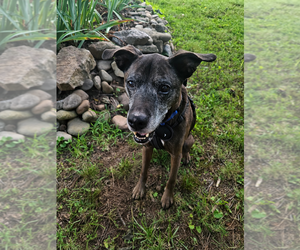 Mini - Female Plott Hound-Unknown Mix Dog for Adoption - Photo #3