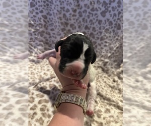 Great Dane Puppy for sale in LOVELAND, CO, USA