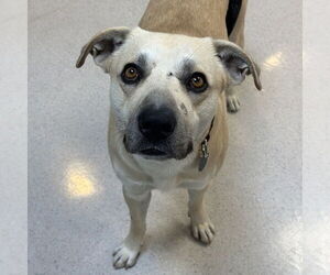 Mutt Dogs for adoption in Rohnert Park, CA, USA