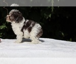 Small #18 Goldendoodle (Miniature)