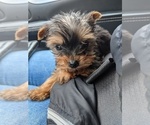 Small Photo #7 Yorkshire Terrier Puppy For Sale in SPENCER, TN, USA