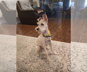 Chihuahua-Miniature Schnauzzie Mix Puppy for sale in SAINT CLAIR SHORES, MI, USA