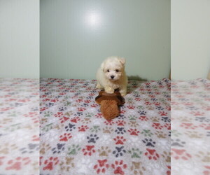 Maltese Puppy for sale in COOKEVILLE, TN, USA