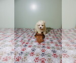 Small Maltese