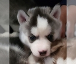 Small Photo #5 Siberian Husky Puppy For Sale in LEHIGHTON, PA, USA