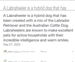 Small #4 Australian Cattle Dog-Labrador Retriever Mix