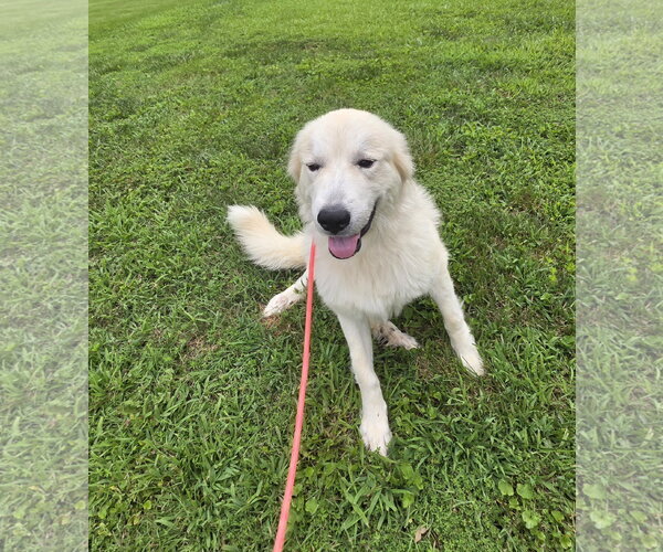 Medium Photo #2 Great Pyrenees-Unknown Mix Puppy For Sale in Thomasville, NC, USA