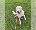 Small #1 Great Pyrenees Mix
