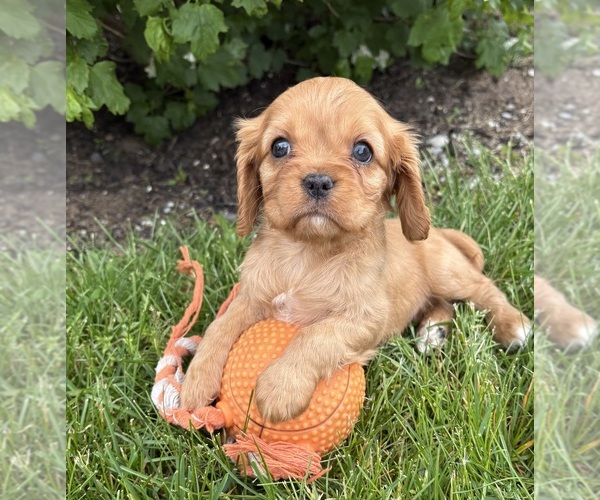 Medium Photo #2 Cavalier King Charles Spaniel Puppy For Sale in MIDDLEBURY, IN, USA