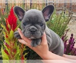 Puppy 2 French Bulldog