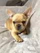 Small Photo #3 French Bulldog Puppy For Sale in RALEIGH, NC, USA