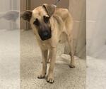 Small German Shepherd Dog Mix