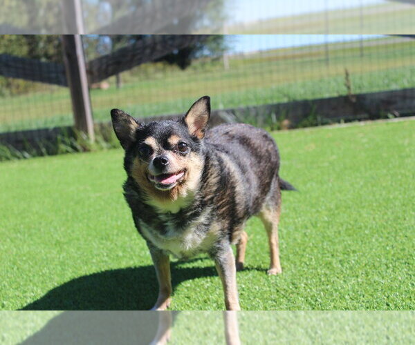 Medium Photo #4 Chihuahua Puppy For Sale in Chestertown, MD, USA