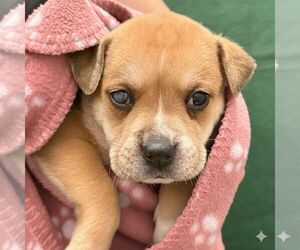 Labrador Retriever-Unknown Mix Dogs for adoption in The Woodlands, TX, USA