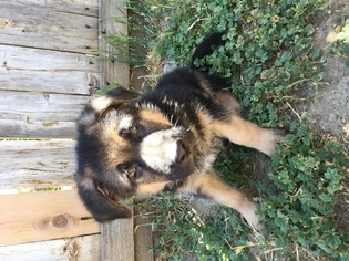 German Shepherd Dog Puppy for sale in HOLLISTER, CA, USA