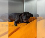 Small Chihuahua