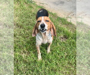 Colleen - Female Beagle Dog for Adoption - Photo #3