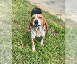 Small #2 Beagle