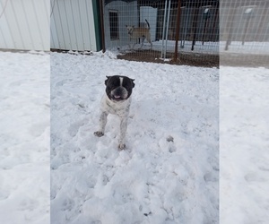 French Bulldog Puppy for sale in COFFEYVILLE, KS, USA