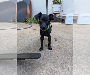 Kinder - Male Chihuahua-Unknown Mix Dog for Adoption - Photo #2