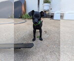 Small Photo #2 Chihuahua-Unknown Mix Puppy For Sale in Vail, AZ, USA