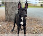 Small Photo #1 Basenji-Unknown Mix Puppy For Sale in St. Cloud, FL, USA