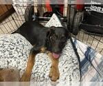 Small German Shepherd Dog