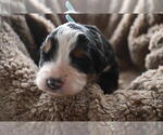 Small Photo #7 Bernedoodle Puppy For Sale in ELMWOOD, IL, USA