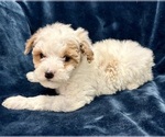 Small #4 Poodle (Miniature)