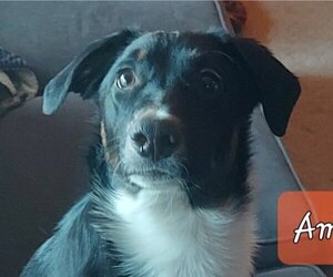 Australian Shepherd-Collie Mix Dogs for adoption in Aurora, IN, USA