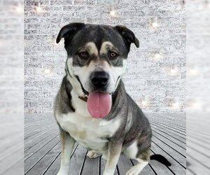 Logan - Male American Staffordshire Terrier-Siberian Husky Mix Dog for Adoption - Photo #3