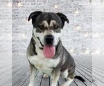 Small #2 American Staffordshire Terrier-Huskies  Mix