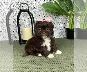 ShihPoo Puppy for sale in FRANKLIN, IN, USA