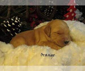 Goldendoodle Puppy for sale in PERRYSVILLE, OH, USA