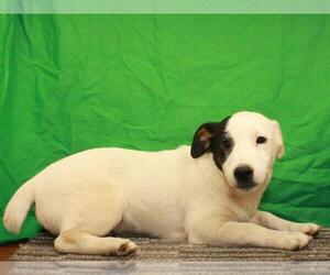 Jack Russell Terrier Puppy for sale in SHAWNEE, OK, USA