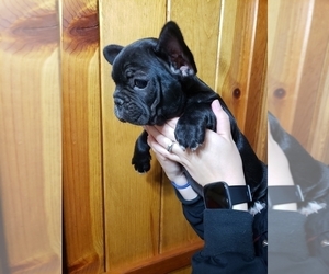 French Bulldog Puppy for sale in CABOOL, MO, USA